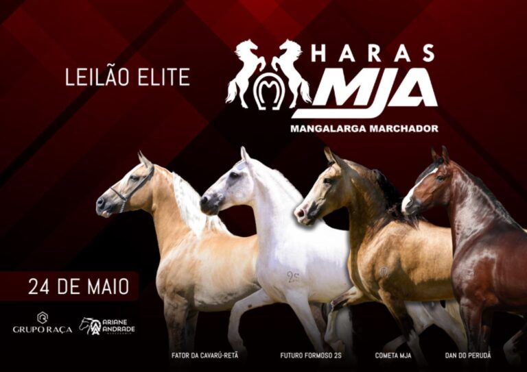 ariane andrade assessoria