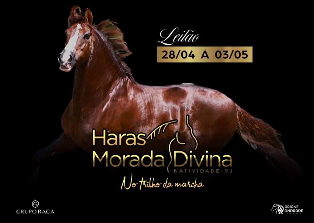 ariane andrade assessoria